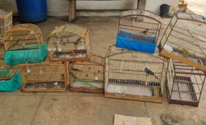 Conquista: PMVC e Semma apreendem 16 aves durante fiscalização na zona urbana. Multas variam de R$ 500 à R$ 5 mil por ave