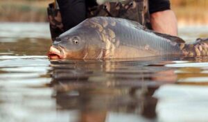 São Paulo irá receber feira de pesca esportiva em 2025