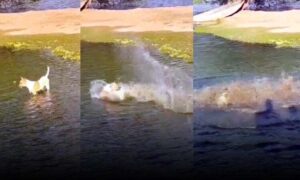 VÍDEO: Cachorro “caramelo” é atacado por jacaré em lagoa no município de Caculé, no Sudoeste da Bahia