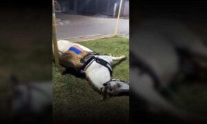 Cena triste: Cavalo “selado” morre eletrocutado ao tocar poste no Sudoeste. “Poderia ser uma pessoa”, diz morador indignado