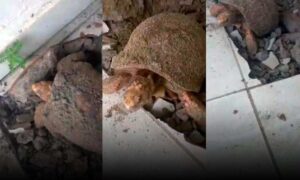 Viralizou: Jabuti é encontrado vivo após 10 anos enterrado sob piso. Vídeo mostra resgate do bicho