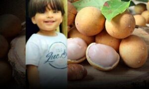 Alerta aos pais: Menino de 2 anos morre engasgado com caroço de pitomba, fruta típica do Norte e Nordeste