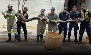 VÍDEO: Veja o momento em que cobra sucuri de quase 5 metros é resgatada de rede de esgoto, em cidade baiana