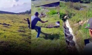 VÍDEO: Cobra sucuri é encontrada às margens da BR-020, na Bahia. Homem arriscou a vida tentando segurá-la