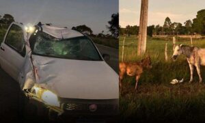 VÍDEO: Motorista passou por um grande susto nas primeiras horas deste sábado, na rodovia Conquista-Barra do Choça