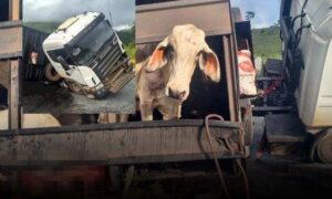 Cena triste em Conquista: Novas informações sobre o tombamento de caminhão boiadeiro na Serra do Marçal