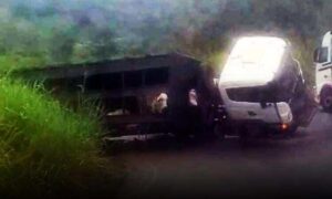 Urgente: Caminhão boiadeiro tombou agora pela manhã na Serra do Marçal. Vários animais morreram
