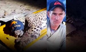 VÍDEO: Onça-pintada que matou caseiro de 60 anos estraçalhado é capturada. Imagens mostram animal imobilizado