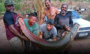 Sudoeste: Grupo de amigos consegue pescar pirarucu de 80kg no Rio São Francisco. Peixe é comum na região amazônica
