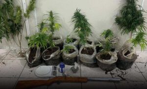 Região de Conquista: Indivíduo é preso ao ser flagrado com plantação de maconha e espingarda em Tremedal