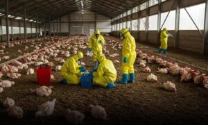 Gripe aviária se espalha no Brasil: Entenda os riscos e como a doença pode afetar os seres humanos