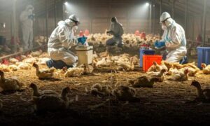Atenção: Brasil registra primeiro caso de gripe aviária em granja comercial. Risco para humanos é baixo