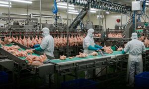 Gripe aviária: Suspensão das exportações pode baixar o preço do frango no Brasil. Entenda o impacto no mercado