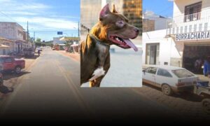 Polêmica? Prefeitura do Sudoeste proíbe menores de idade circularem sozinhos com pit bulls ou outros cães de raças perigosas