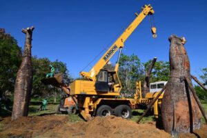 Conquista: Secretaria Municipal do Meio Ambiente realiza transplantio de árvores barrigudas apreendidas pela PRF