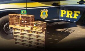 Conquista: PRF resgata 29 aves silvestres em operação contra tráfico de animais na rodovia BR-116