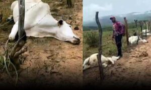 Sudoeste: Oito bovinos da raça nelore morrem após serem atingidos por raio. Prejuízo ultrapassa R$ 30 mil
