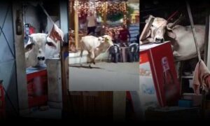 VÍDEO: Vaca despenca de telhado, destrói cozinha de bar e força fechamento de estabelecimento. Veja a confusão