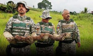 Conquista: Jiboia presa à cerca de arame farpado é resgatada por agentes do GAMA, na região da Limeira