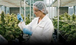 Projeto na Câmara de Vereadores visa garantir acesso gratuito à Cannabis Medicinal pelo SUS em Vitória da Conquista