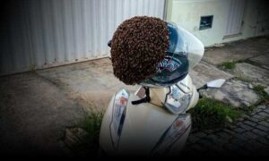 VÍDEO: Enxame de abelhas transforma capacete em “colmeia” após condutor estacionar a moto em Itapetinga